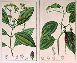 flora